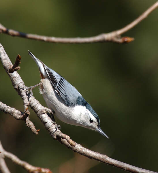 Image of White-breasted Nuthatch