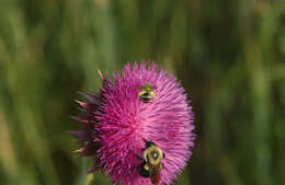 Image of Bumblebees
