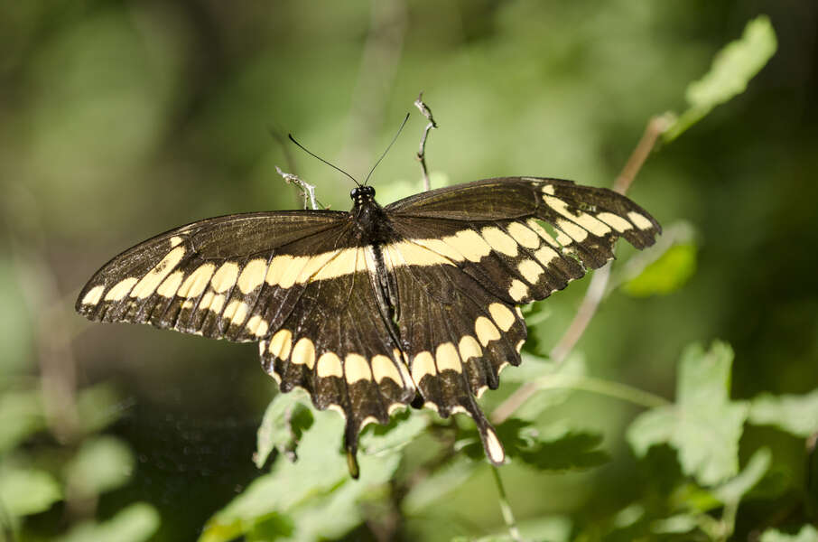 Image of Eastern Giant Swallowtail