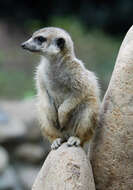 صورة Suricata Desmarest 1804