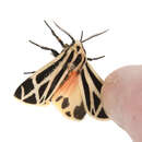 Image of Nais Tiger Moth