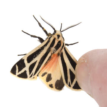 Image of Nais Tiger Moth