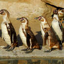 Humbold pengueni resmi