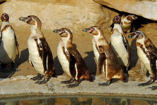 Image of Humboldt Penguin