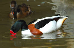 Image of shelduck, common shelduck