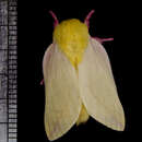 Image of Rosy Maple Moth