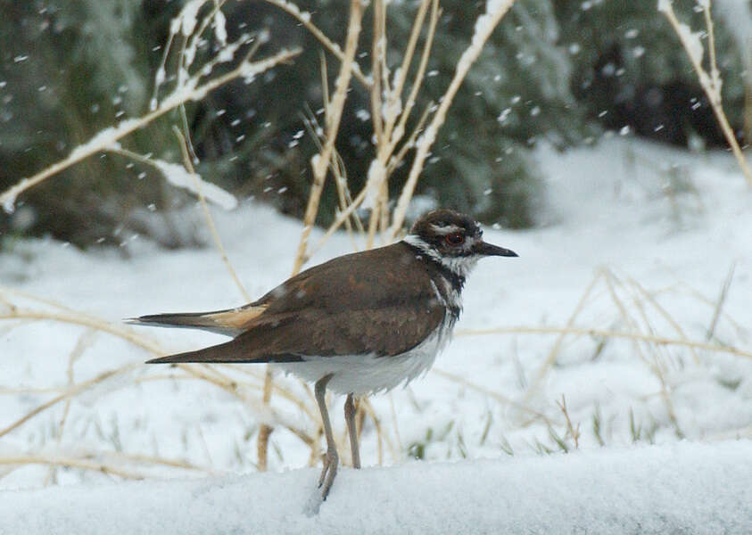 Image of Killdeer