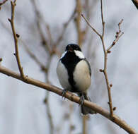 Image of Great Tit