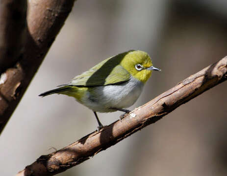 Imagem de Zosterops japonicus Temminck & Schlegel 1847