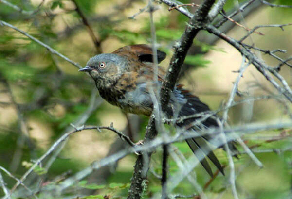 Image of Maroon-backed Accentor