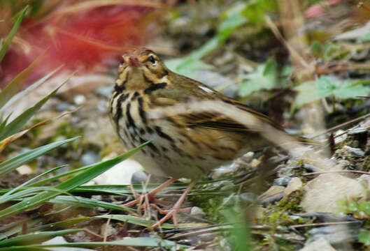 Image of Olive-backed Pipit