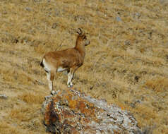 Image of Asiatic Ibex