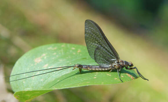 Image of Hexagenia Mayfly