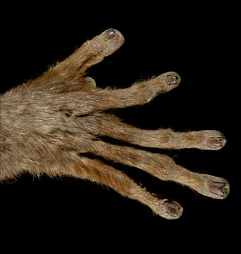 Image of Greater galago