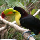 Imagem de Ramphastos sulfuratus Lesson & R 1830