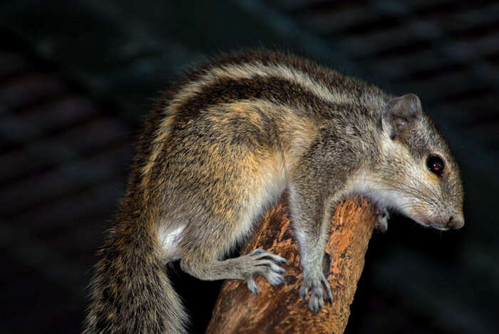 Image of Palm Squirrels