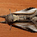 Image of Black-rimmed Prominent