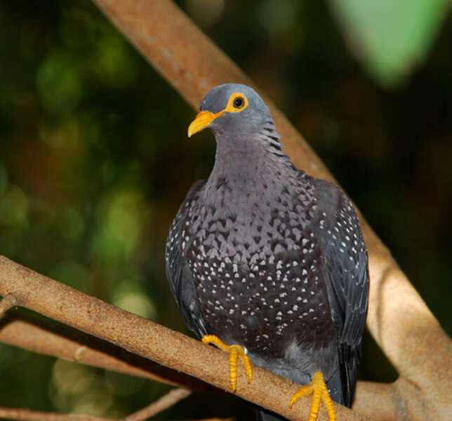 Image of African Olive Pigeon