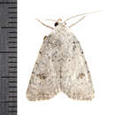 Image of Speckled Rustic