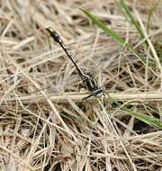 Image of Pronghorn Clubtail