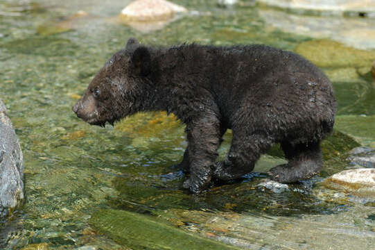 Image of Asiatic black bear