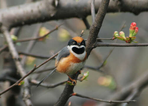 Image of Black-throated Bushtit