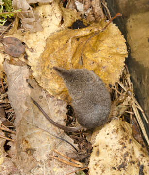 Image of Cinereus Shrew (Masked Shrew)