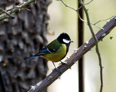 Image of Green-backed Tit