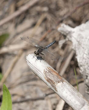 Image of Leucorrhinia Brittinger 1850