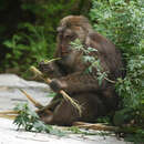 Image of Milne-Edwards’s Macaque