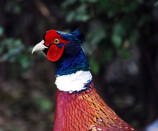 Common pheasant - Wikipedia