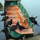 Imagem de Phalacrocorax carbo (Linnaeus 1758)