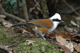 Image of White-crested Laughingthrush