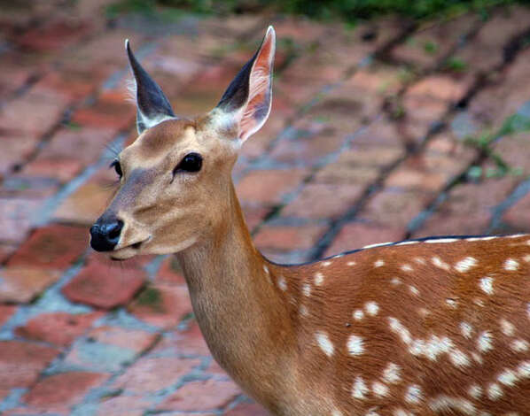 Imagem de Cervus nippon Temminck 1838