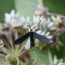 Image of Grapeleaf Skeletonizer