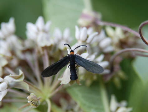 Image of Grapeleaf Skeletonizer