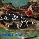 Image of Amazon Banded Snake