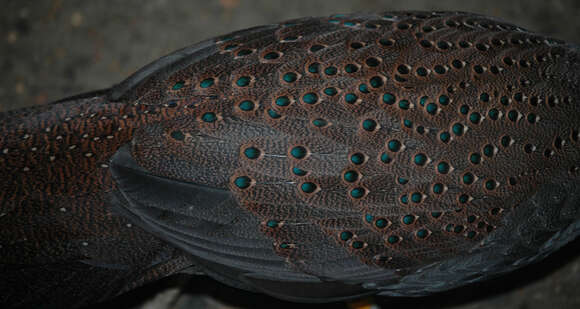 Image of Grey Peacock Pheasant