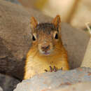 Image of Caucasian Squirrel