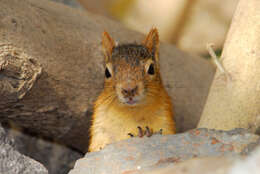 Imagem de Sciurus subgen. Tenes Thomas 1909