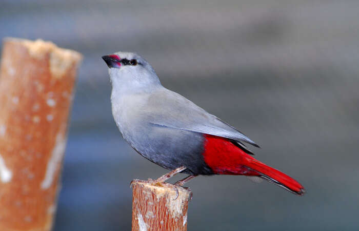 Image of Estrilda caerulescens