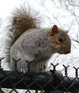Image de écureuil gris