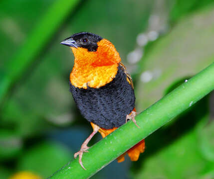 Image of Northern Red Bishop