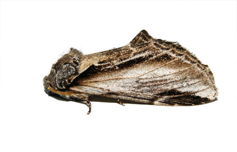 Image of Pheosia