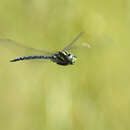 Image of Canada Darner