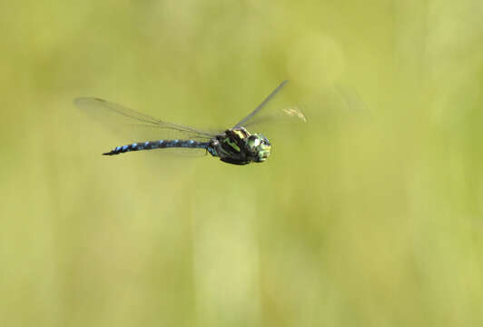 Image of Canada Darner