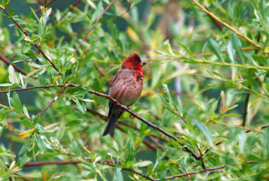 Plancia ëd Carpodacus Kaup 1829