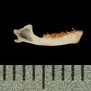 Image of Tylonycteris pachypus (Temminck 1840)