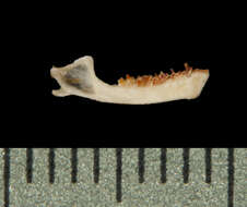Sivun Räpyläjalkalepakot kuva
