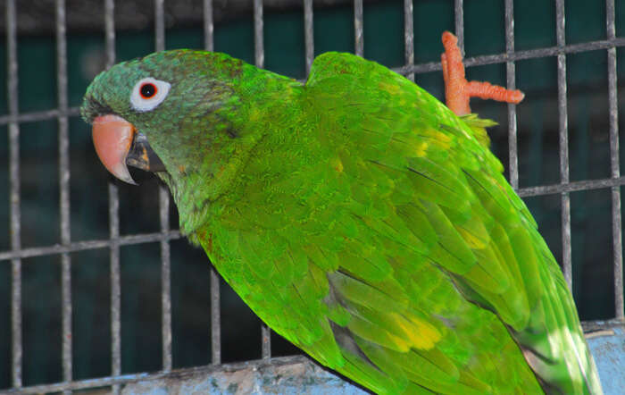 Image of Aratinga acuticaudata